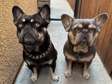 French Bulldog – Frenchie brothers – Stockton