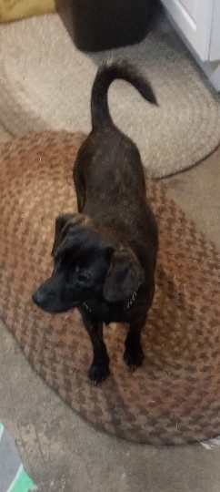Chihuahua – Brindle Chihuahua