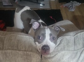 American Pit Bull Terrier - Blue Nose Pitbull available for adoption in Thornton