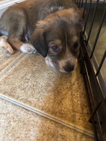 This is Rex
