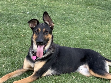 German Shepherd mixed