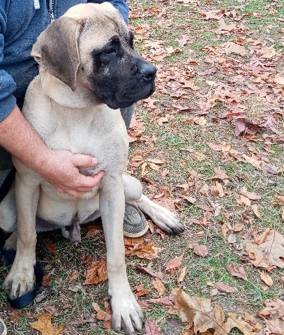 Bullmastiff – rehoming two dogs