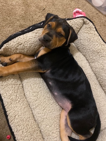 American Pit Bull Terrier – german shepherd/ pitbull