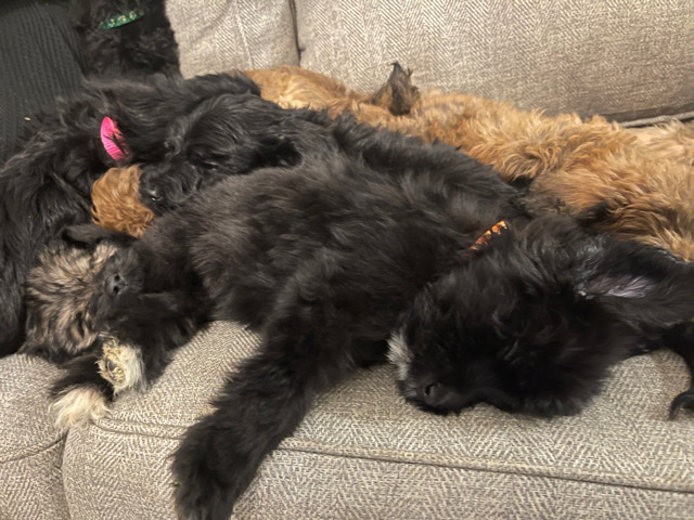 Poodle – Labradoodle Puppies