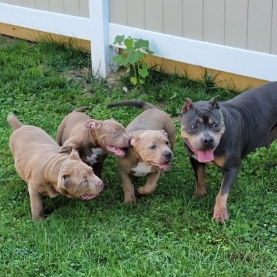 American Pit Bull Terrier – American Pocket bully