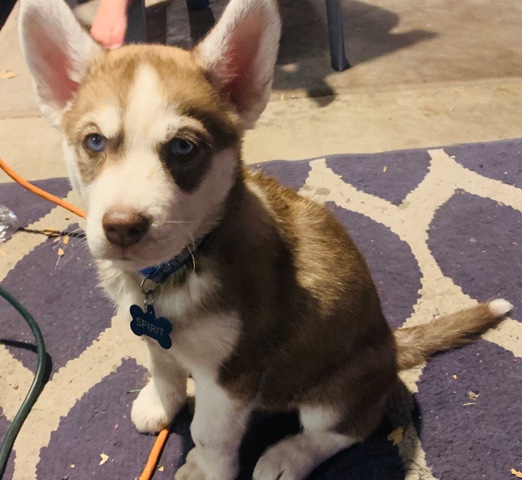 Siberian Husky – Siberian/malamute husky puppy