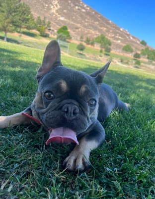 French Bulldog – Frenchie