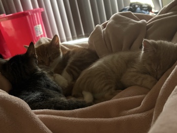 All - kittens for sale available for adoption in Leumeah