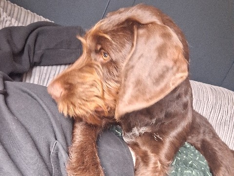 German Wirehaired Pointer – working dog breed – Surrey