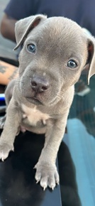 blue nose mixed
