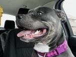 American Pit Bull Terrier โ Sweet 4-Year-Old Full Pitbull Nala ๐พ โ Duncanville