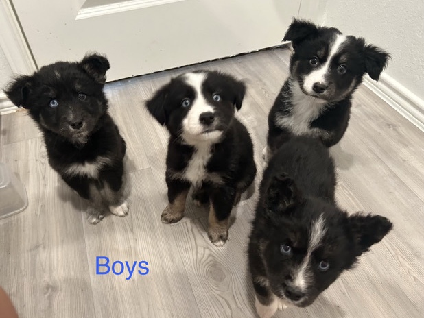 Labrador Husky – Husky/Lab mixed puppies – San Antonio