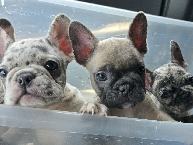 French Bulldog – french bulldog puppies – Rosemead