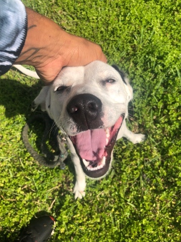 Dalmatian – dalmation