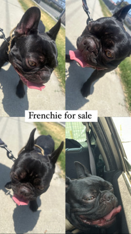 French Bulldog – frenchie