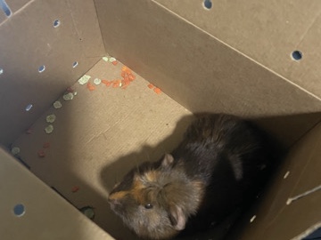 a Guinea pig