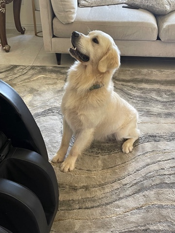 Golden Retriever – Axel-AKC English Cream Golden Retriever-4 yo