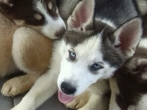 Siberian Husky – Midnight – Gary