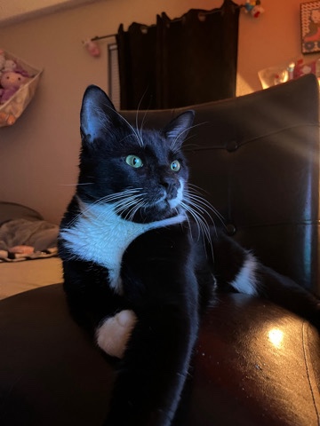 furry friend in need of a new home