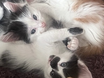 Long haired kittens