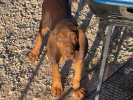Bloodhound – DBC CERTIFIED BLOODHOUND MALE (WITH PAPERS) – Seminole