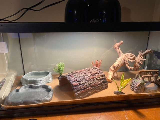Any – Bearded dragon