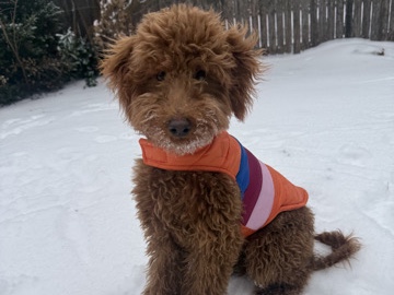 Goldendoodle – Miniature Golden Doodle – Abilene