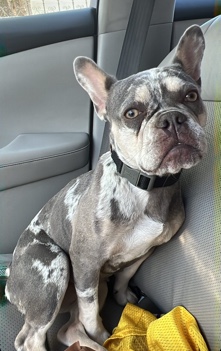 French Bulldog – French bulldog