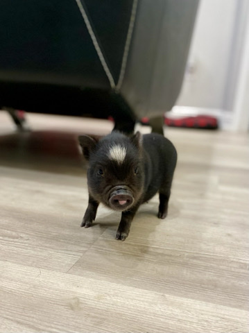 Any – mini Potbelly pigs