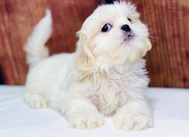 Shih Tzu – male shih tzu-Negotiable