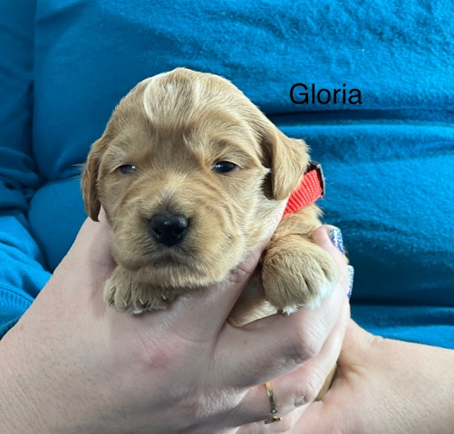 Gloria