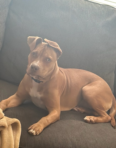 Boxer – Nala Needs A Loving Home