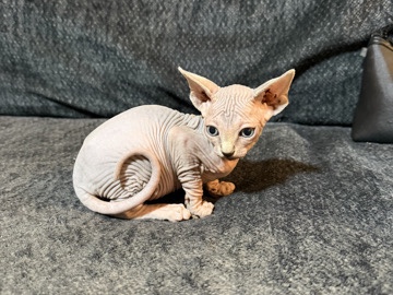 Buy Sphynx Sphynx kitten for sale in Lake Havasu City