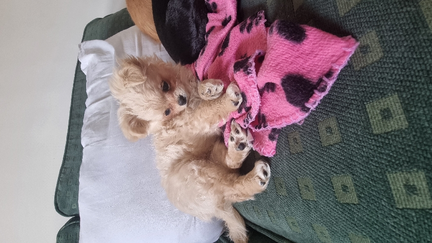 tiny chiwawahuas