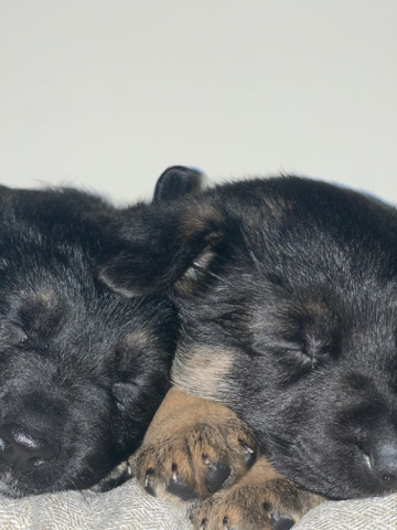 German Shepherd – German shepherd puppies