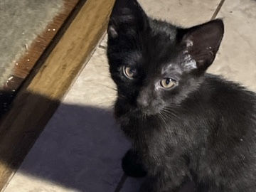 Adopt Siamese Adorable 11 week old brother and sister. adoption in Long Beach, CA, United States