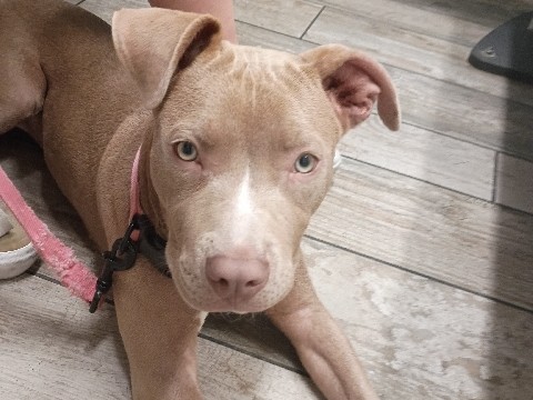 American Pit Bull Terrier – red nose pitbul – Las Vegas