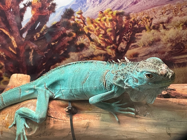 iguana