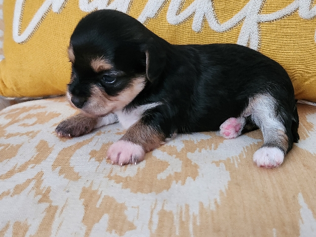 Yorkshire Terrier – Yorkie puppies all boys 4 left – Goldston
