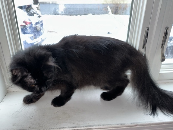 Persian (Traditional) – Rehoming cat – Baltimore