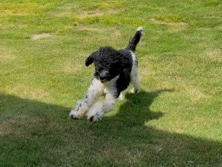 Poodle - Rome  available for adoption in Charlotte