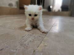 British Longhair – British white cat. it’s a boy and his name is leo he’s so adorable he won’t hurt or scratch anyone.