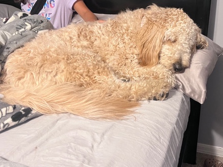 golden doodle female