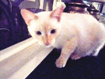 Siamese – Sweet 5-Month-Old Red Point * ♥️ Siamese male Kitten for Sale – Sidney