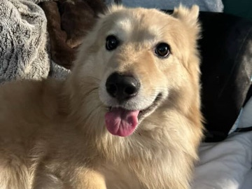 Pomeranian – pomksy boy dog bruno 4years – Ontario