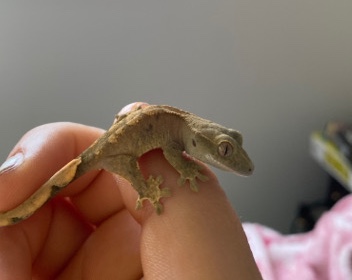 crested gecko