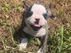 French Bulldog – Female French Bulldog Puppy