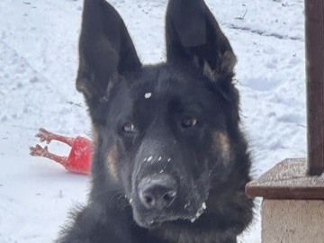 King Shepherd – ONYX KING SHEPHERD – Hamilton
