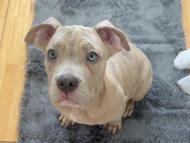 Mixed Breed – mixed breed puppy – Redhill