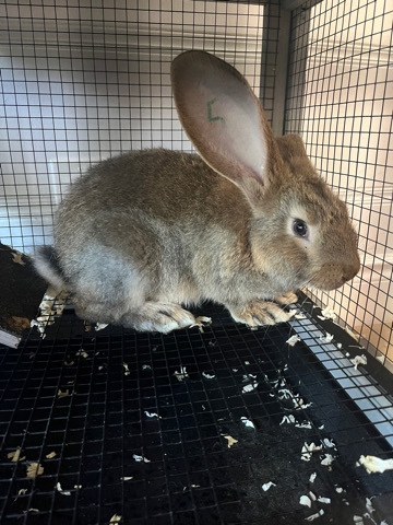 Female Flemish Giant Rabbit